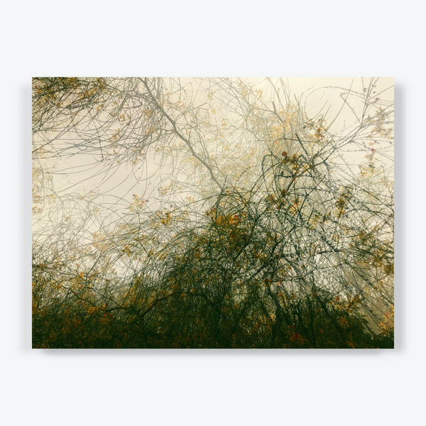 An intricate tangle of bare branches adorned with scattered leaves.