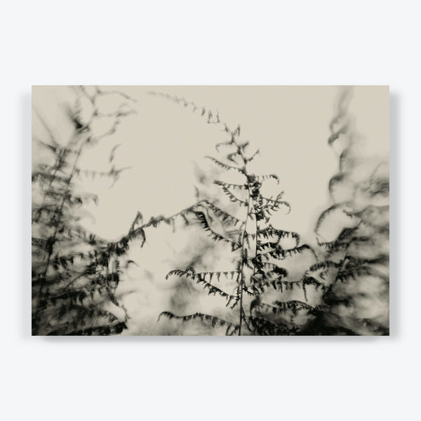 Dreamy monochromatic capture showcases delicate fronds of blurred ferns.