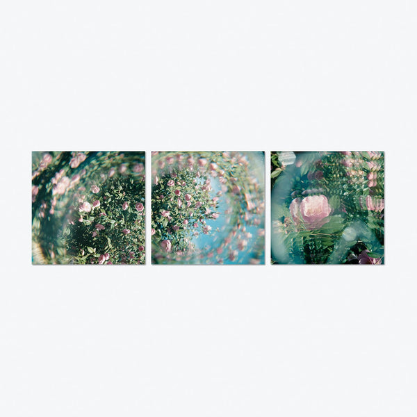 An artistic triptych of floral subjects in soft focus.