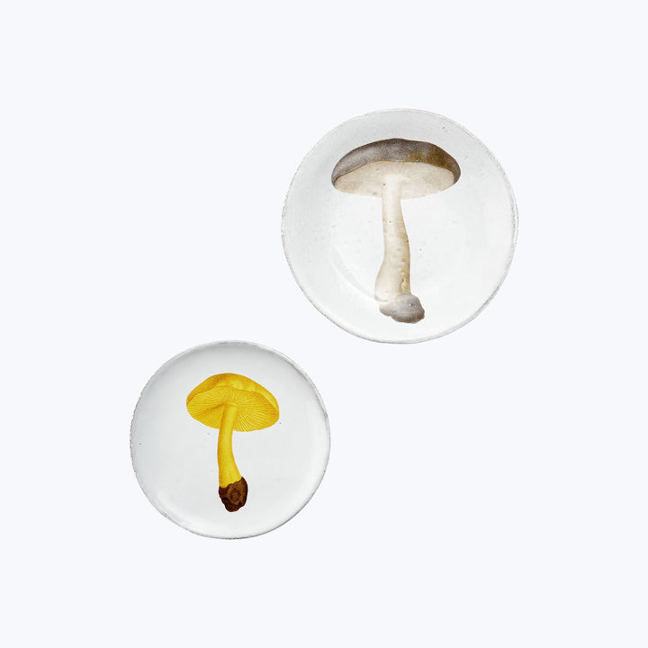 Two white plates with single mushrooms, different species showcased.