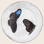 Medium Flying-Landed Butterfly Plate