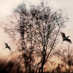 Serene sunrise with birds in flight over bare tree branches.