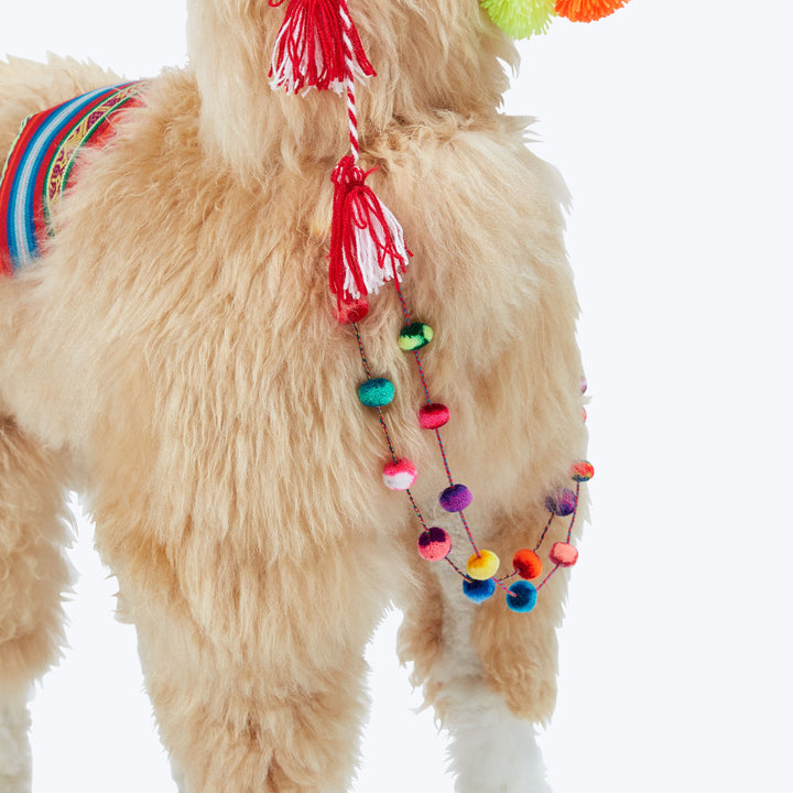 Colorful llama with decorative harness and pom-poms, studio setting.
