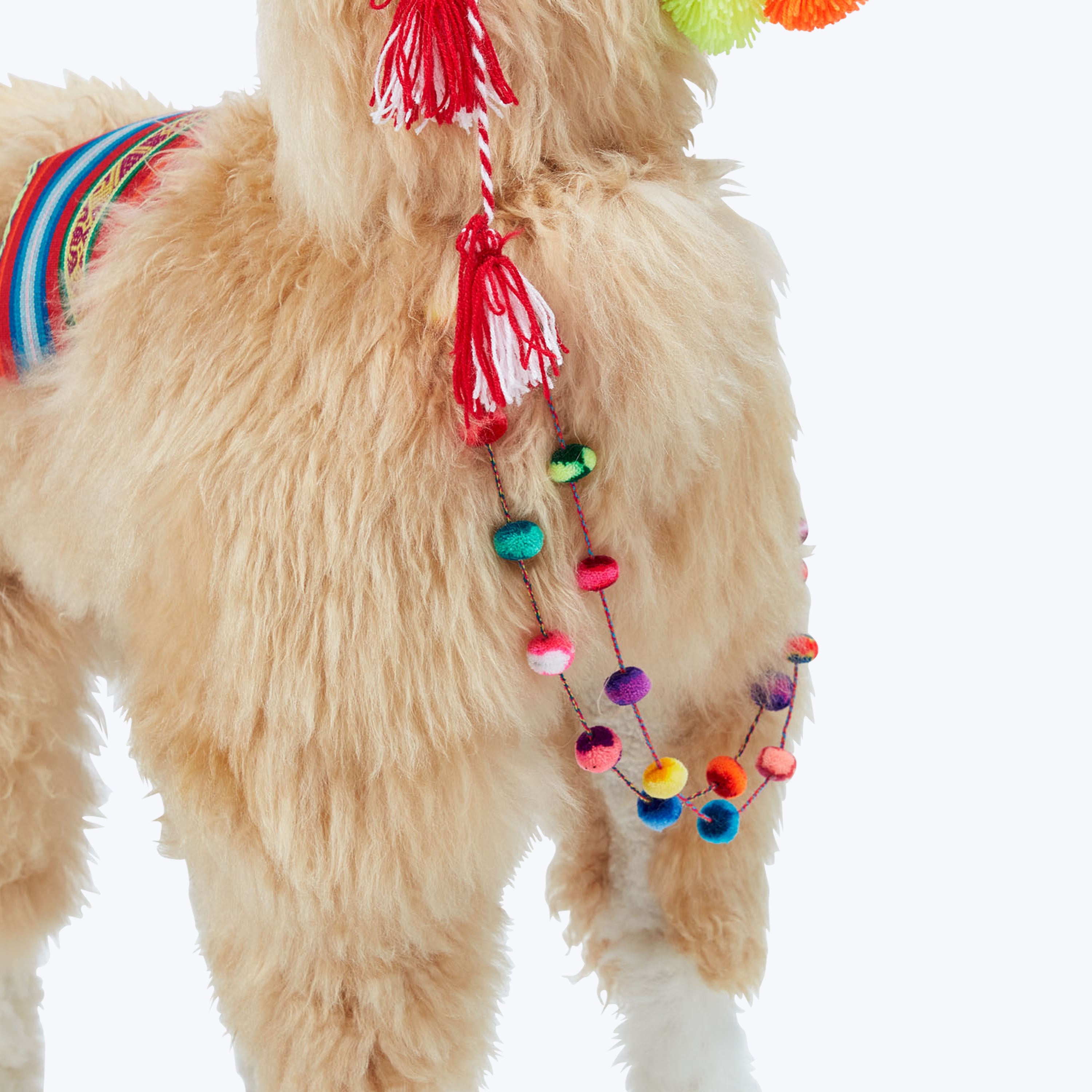 Colorful llama with decorative harness and pom-poms, studio setting.