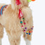 Colorful llama with decorative harness and pom-poms, studio setting.