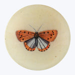 Coral Butterfly Round Plate