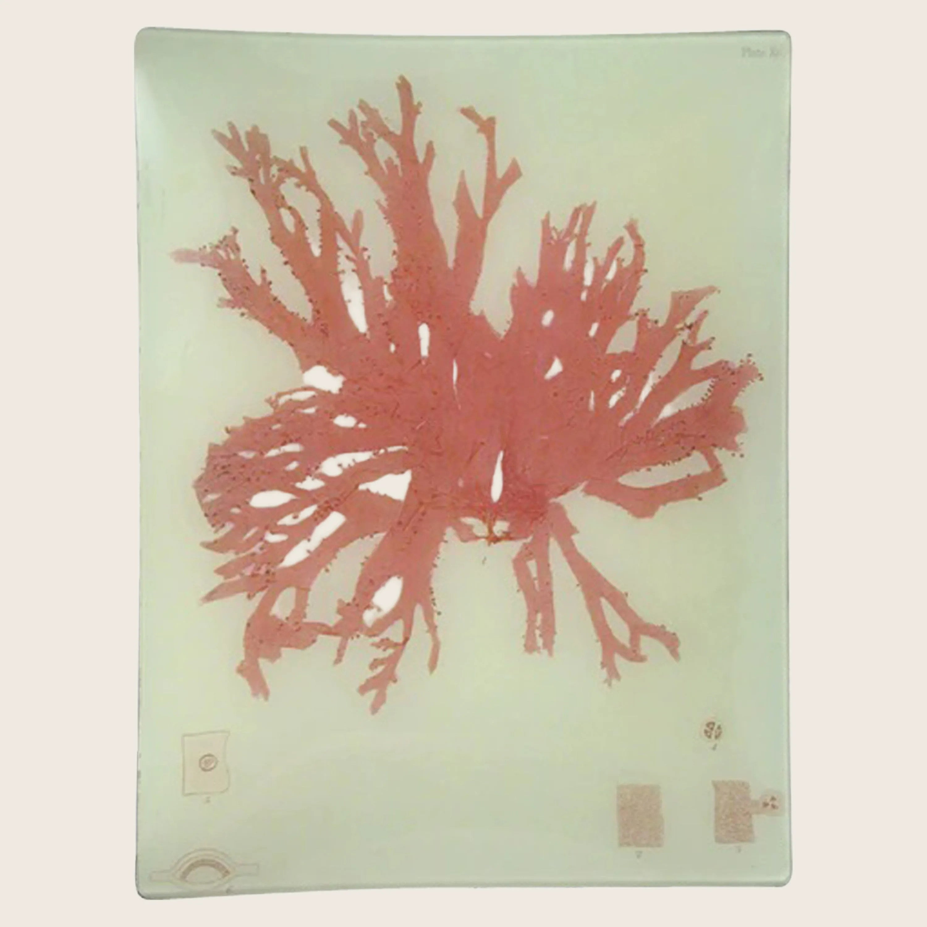 Coral Seaweed Rectangular Tray – abc carpet & home