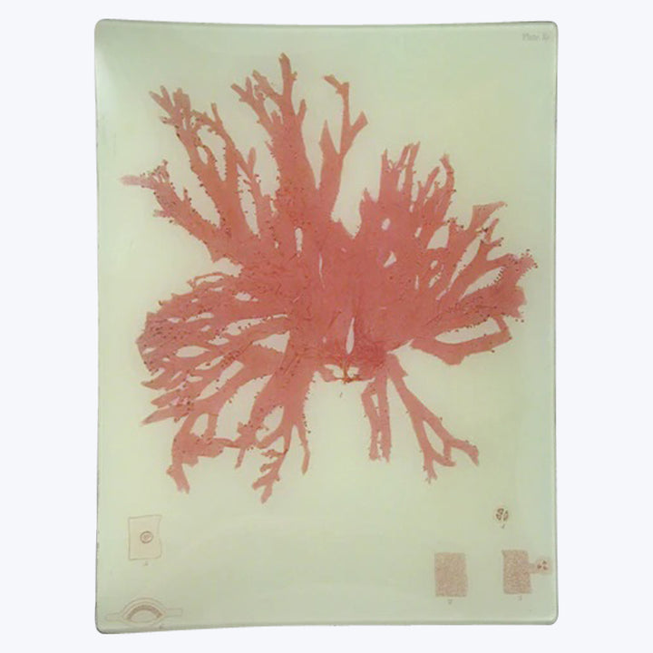 Coral Seaweed Rectangular Tray