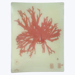Coral Seaweed Rectangular Tray