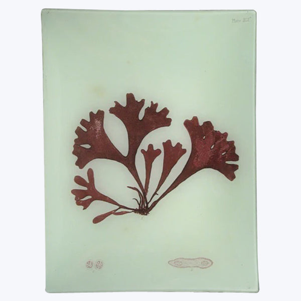 Red Seaweed Rectangular Tray