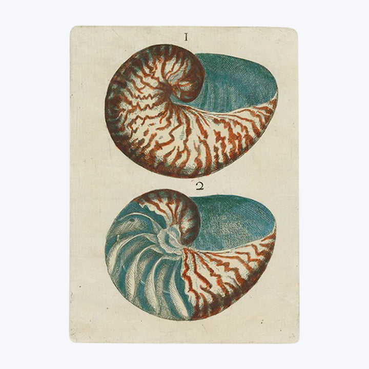 Shells Rectangular Tray