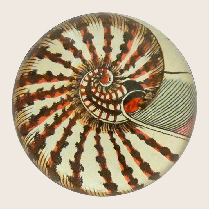 Nautilus Shell Dome Paperweight