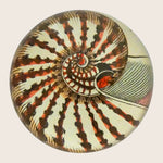 Nautilus Shell Dome Paperweight