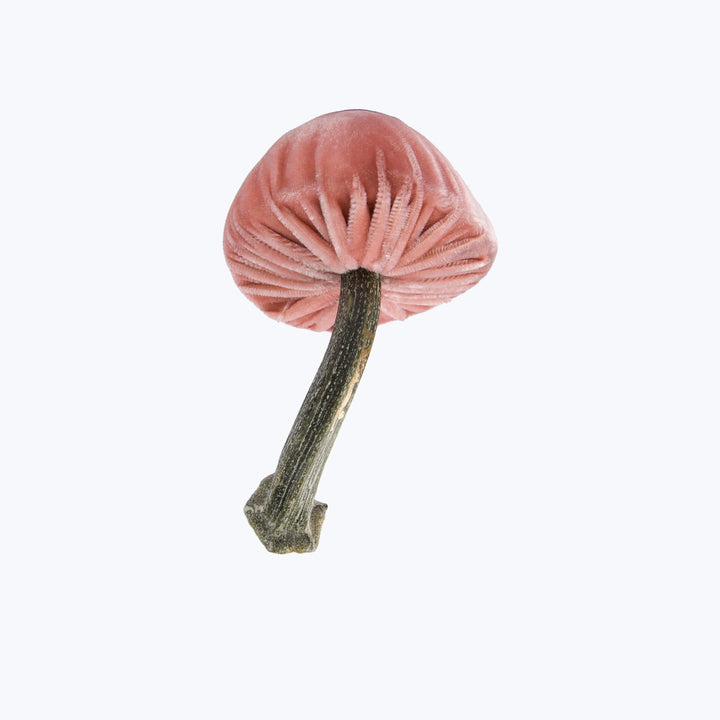 Small Velvet Mushroom