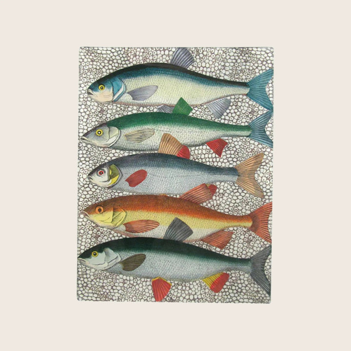Some Fish Tray Multi