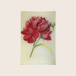 Peony 3 Tray Multi