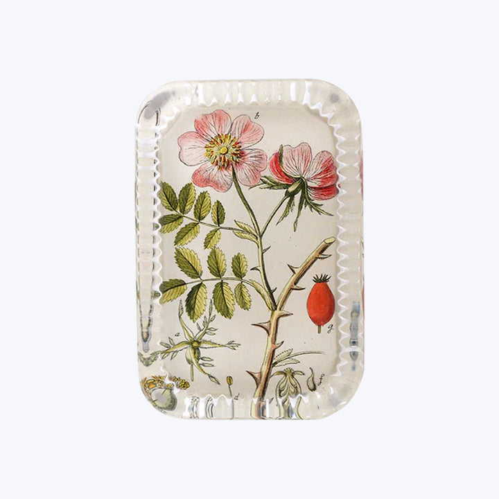 Rosa Canina Paperweight Multi
