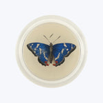 Deep Blue Butterfly Coaster Multi