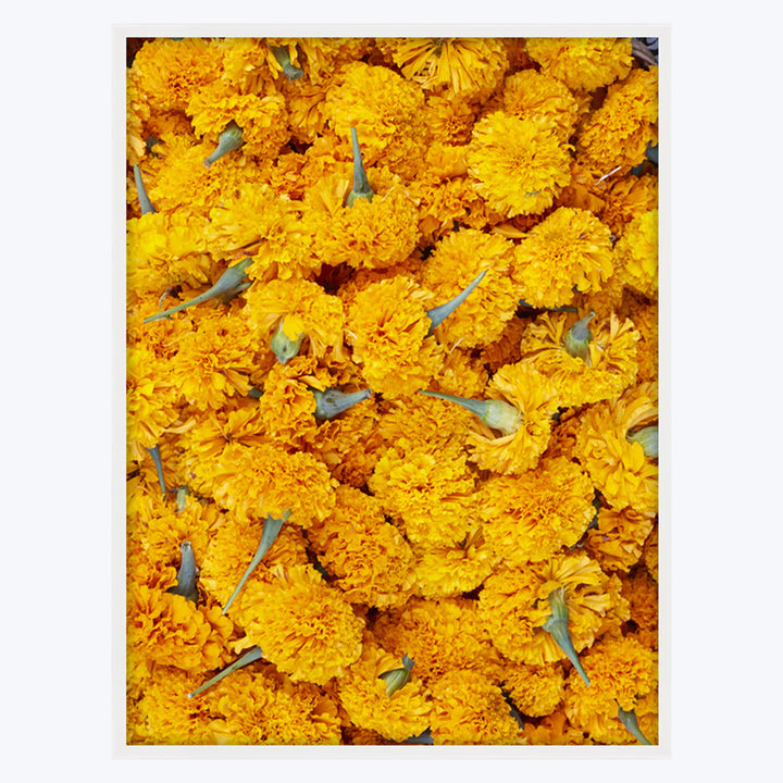 Ubud Marigolds 24" x 32" Unframed