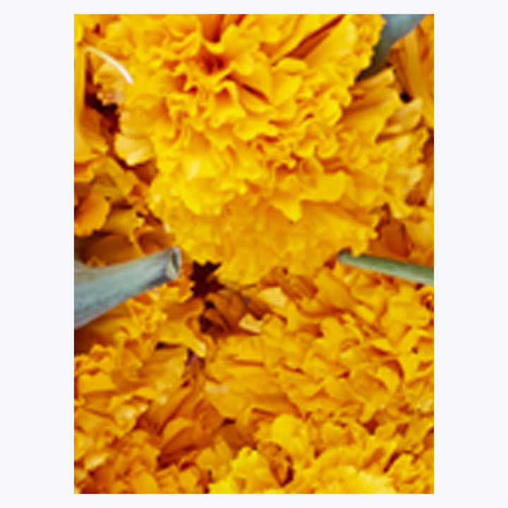 Ubud Marigolds 24" x 32" Unframed