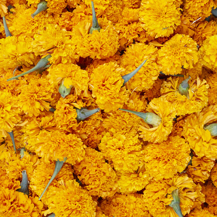 Ubud Marigolds 30 x 40 Unframed