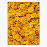 Ubud Marigolds 30" x 40" Unframed