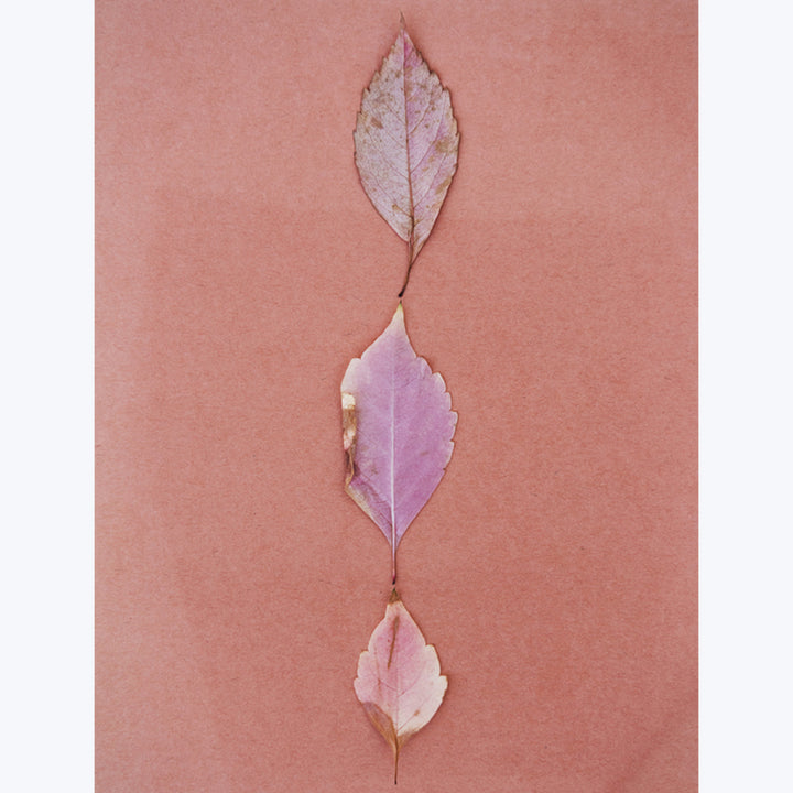 Pink Leaves 30" x 40" Unframed
