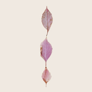 Pink Leaves 30" x 40" Unframed