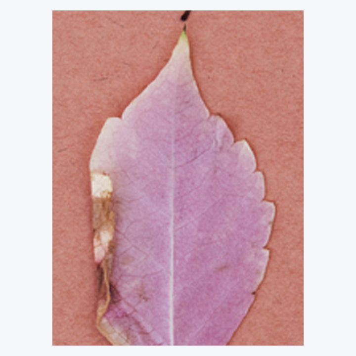 Pink Leaves 30" x 40" Unframed