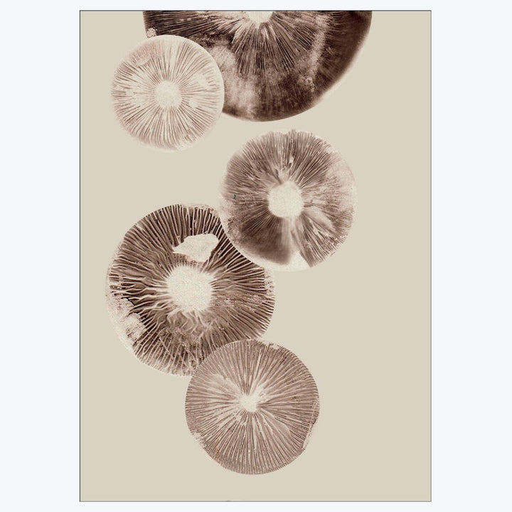 Pernille Folcarelli - Mushroom - 6 Cream 19.69"W x 0.04"D x 27.56"H