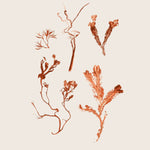 Pernille Folcarelli - Herbs & Seaweed - Rust 8.27"W x 0.04"D x 5.91"H
