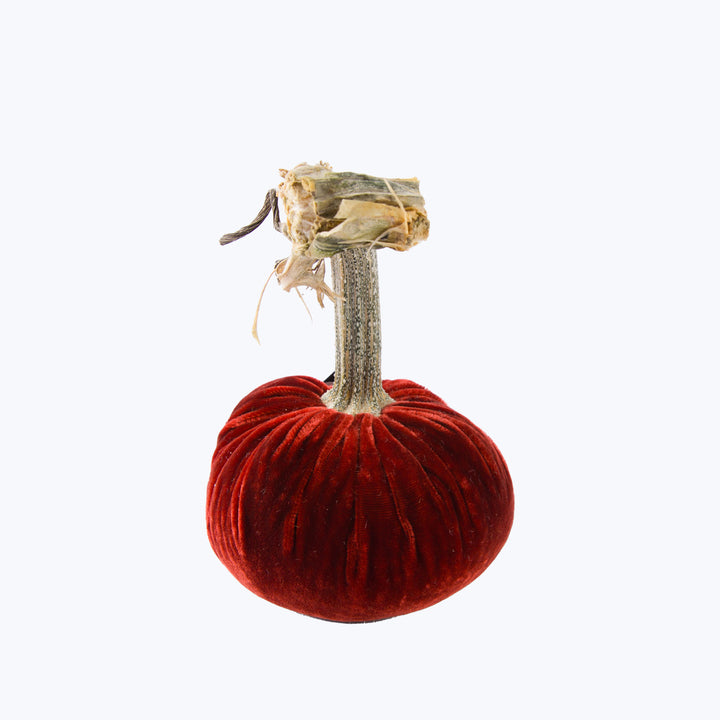 Silk Velvet Pumpkin