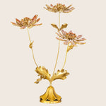 Astrantia Flower Specimen