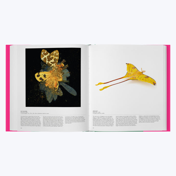 Butterfly: Exploring the World of Lepidoptera