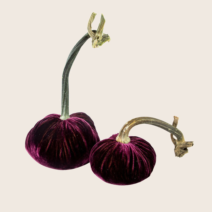 Image for Silk Velvet Pumpkin