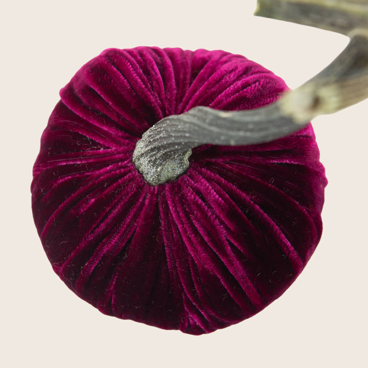 Image for Silk Velvet Pumpkin