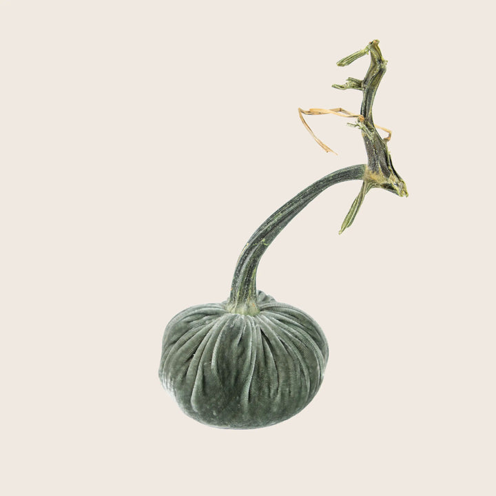 Image for Silk Velvet Pumpkin