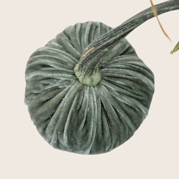 Image for Silk Velvet Pumpkin