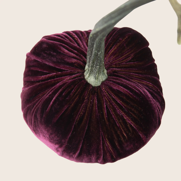 Image for Silk Velvet Pumpkin
