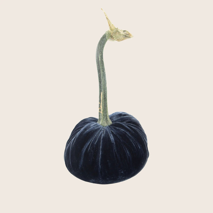 Image for Silk Velvet Pumpkin
