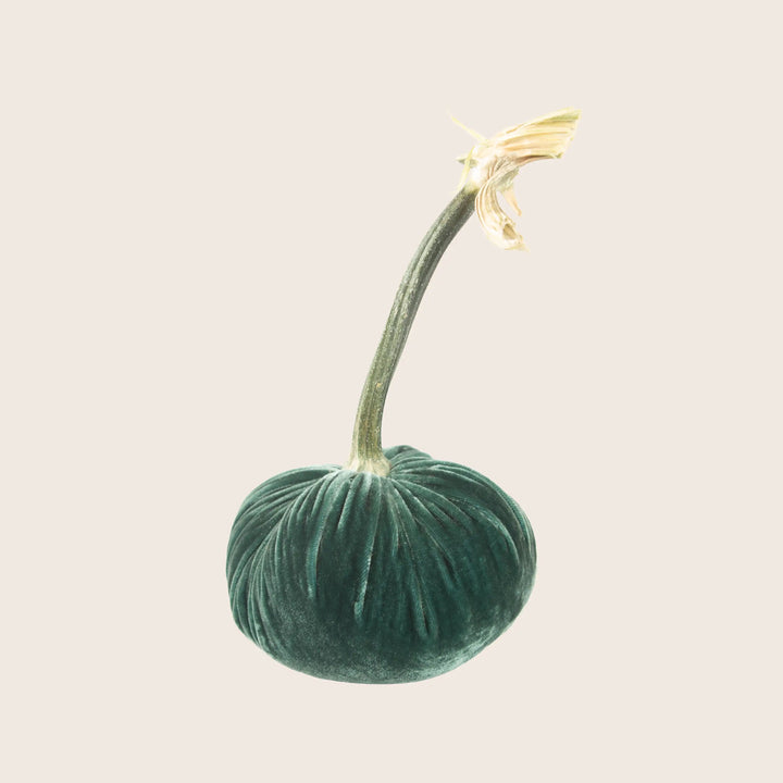 Image for Silk Velvet Pumpkin