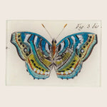 Image for Blue Green Butterfly Fig. 3 Tiny  Tray