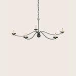 Franz Chandelier