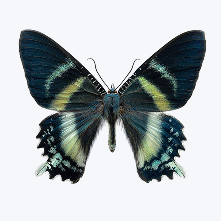 Alcides Orontes-12X16" Default Title