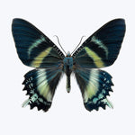 Alcides Orontes-12X16" Default Title