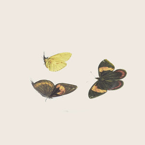 Round glass plate with intricately printed butterfly illustrations in vibrant colors.