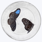 Two butterflies on glass surface with reflective luminescent appearance.