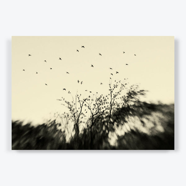 Tranquil birds in flight against sepia-toned natural backdrop