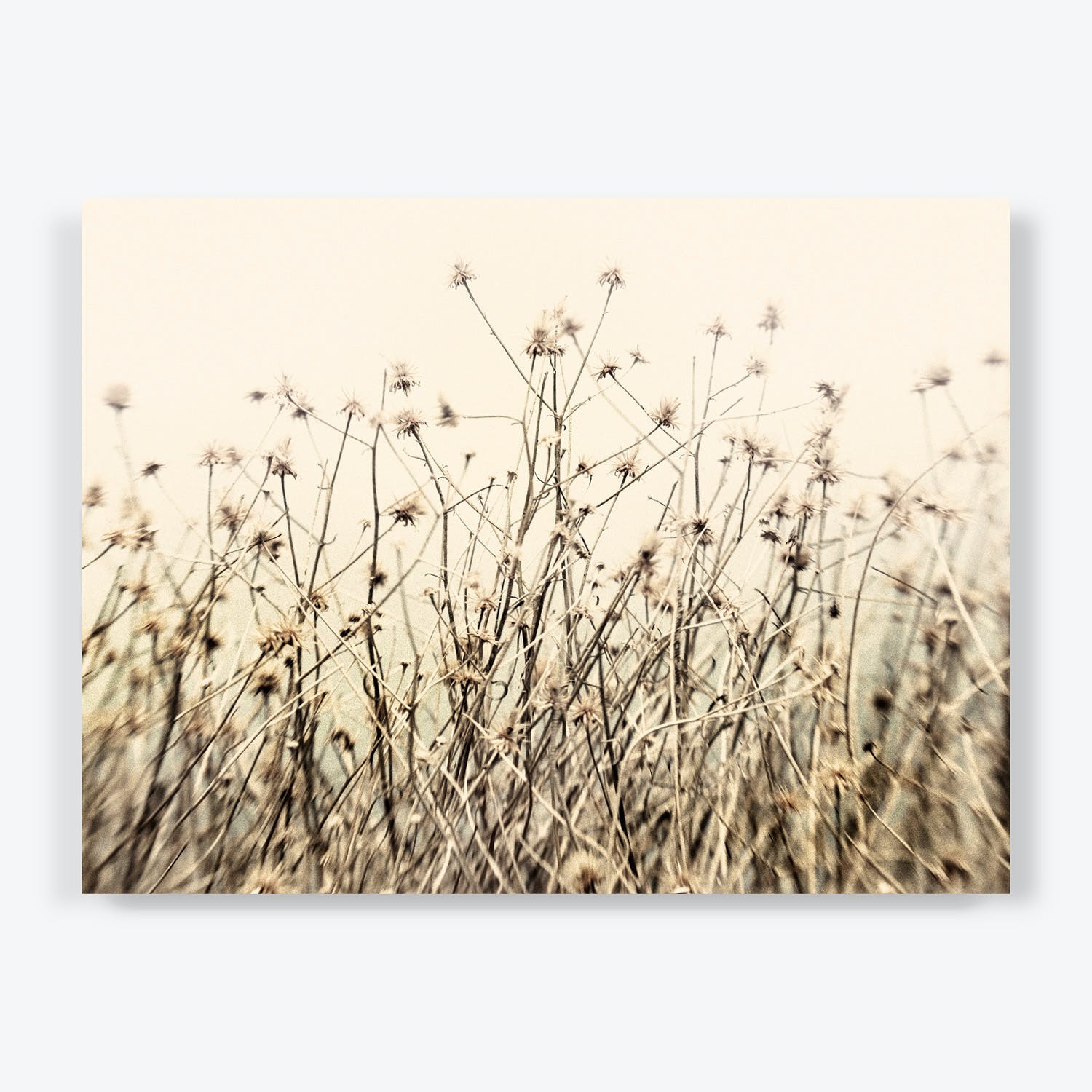 Dried seed heads of wild grasses catch the viewer's eye.