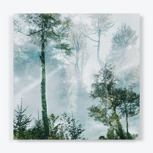 Mystical forest shrouded in mist with sunbeams creating serene atmosphere